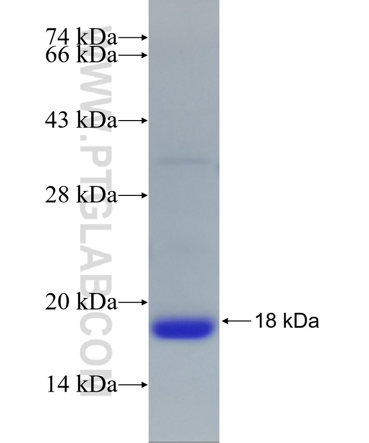 HSPE1 fusion protein Ag22131 SDS-PAGE