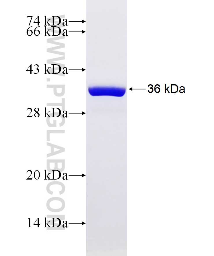 HSPE1 fusion protein Ag9732 SDS-PAGE