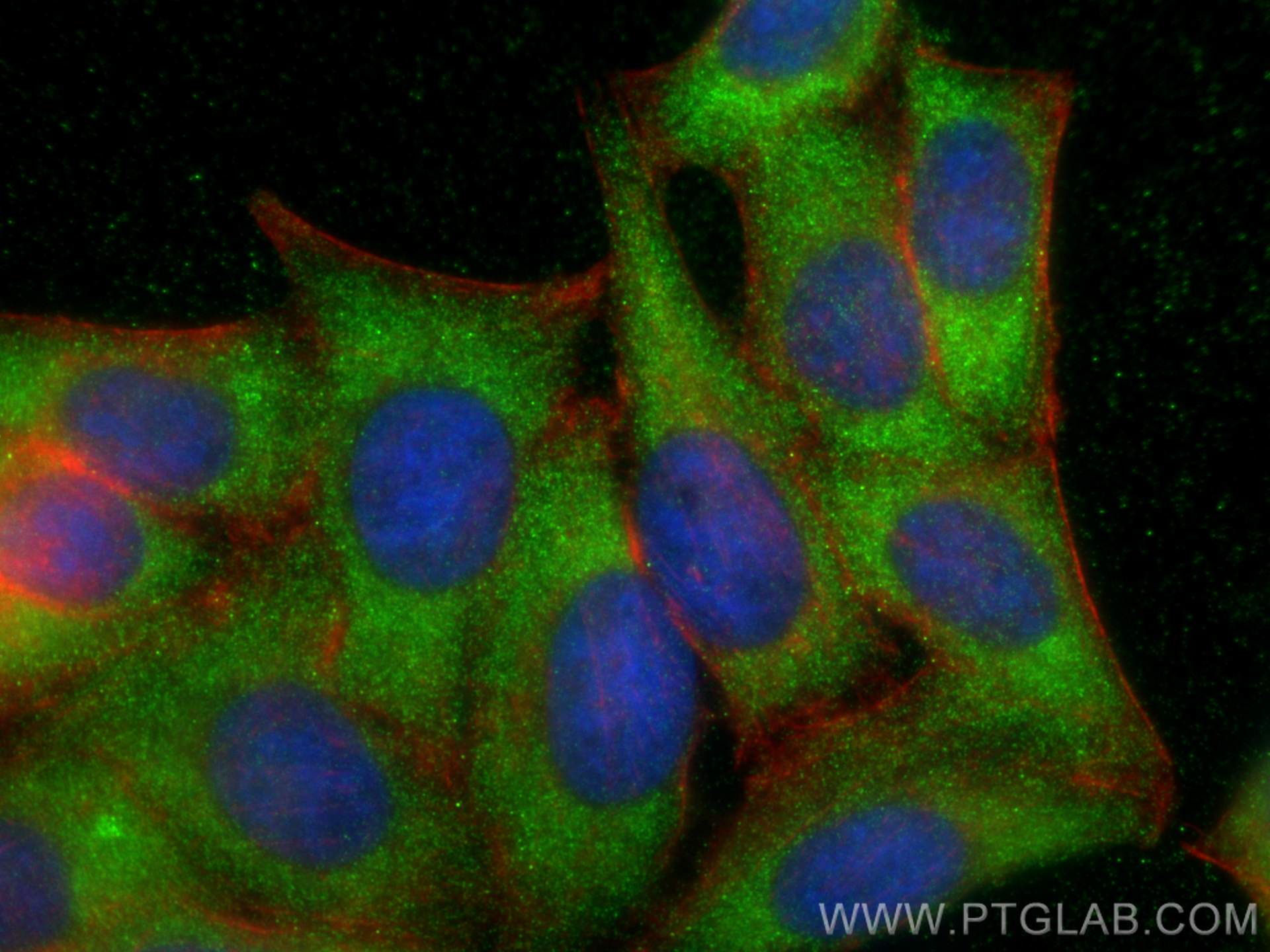 Immunofluorescence (IF) / fluorescent staining of HepG2 cells using HTRA1 Polyclonal antibody (29618-1-AP)