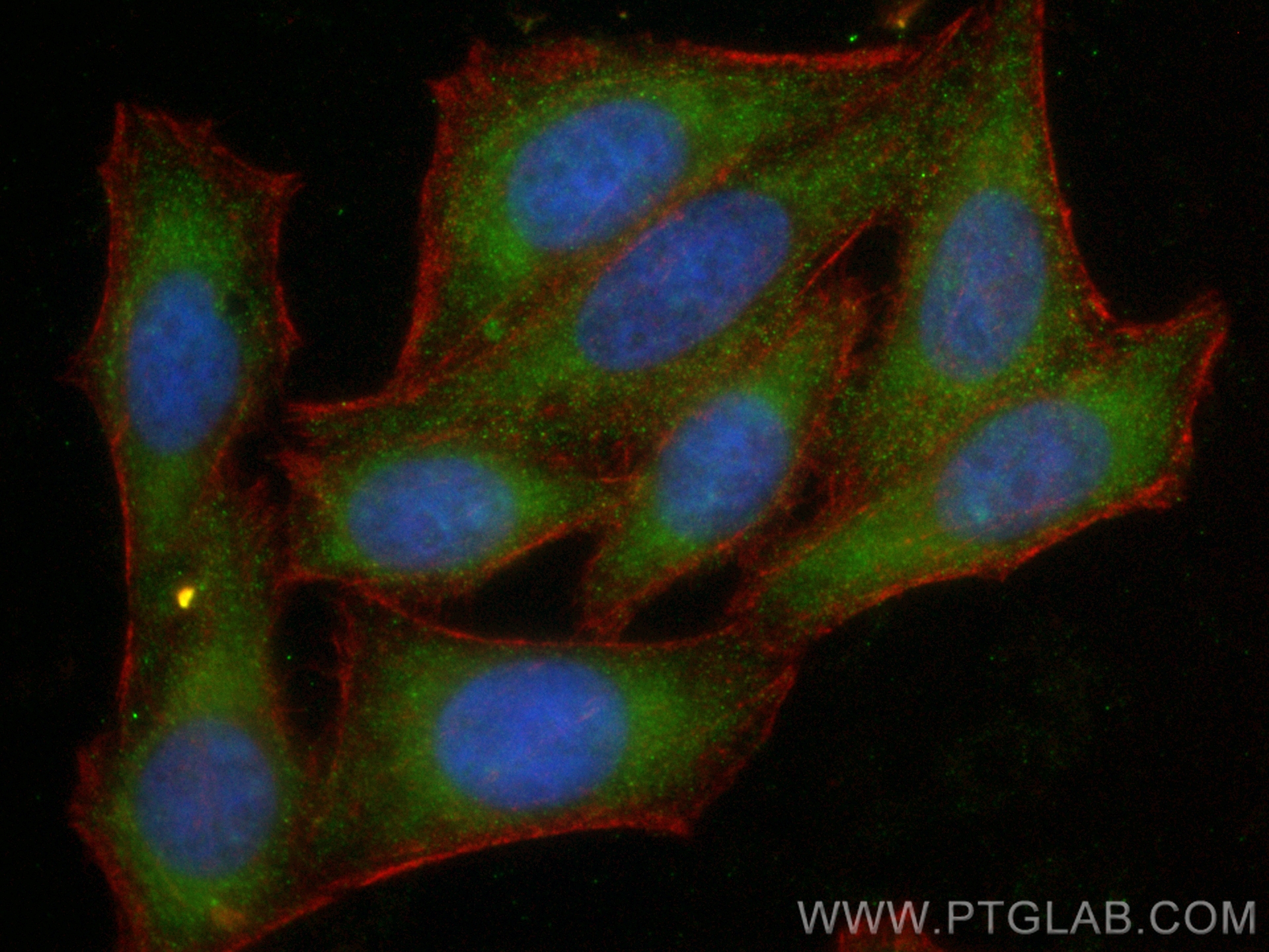 Immunofluorescence (IF) / fluorescent staining of HepG2 cells using CoraLite® Plus 488-conjugated HTRA1 Monoclonal ant (CL488-68053)