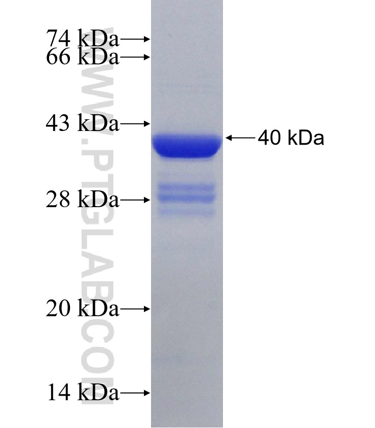 HTRA1 fusion protein Ag31194 SDS-PAGE