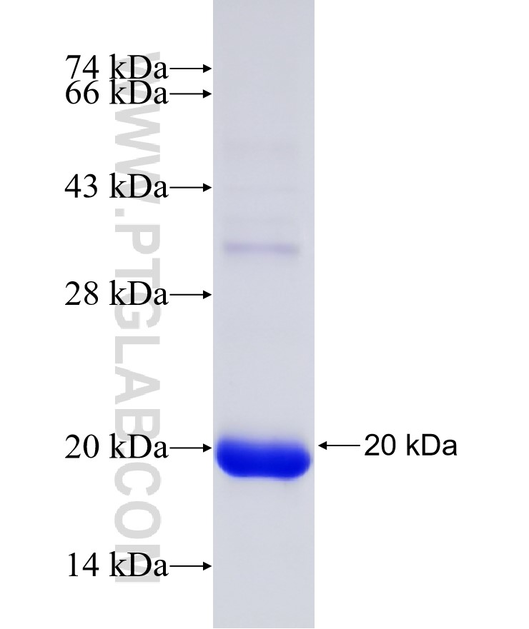 HTRA1 fusion protein Ag31204 SDS-PAGE