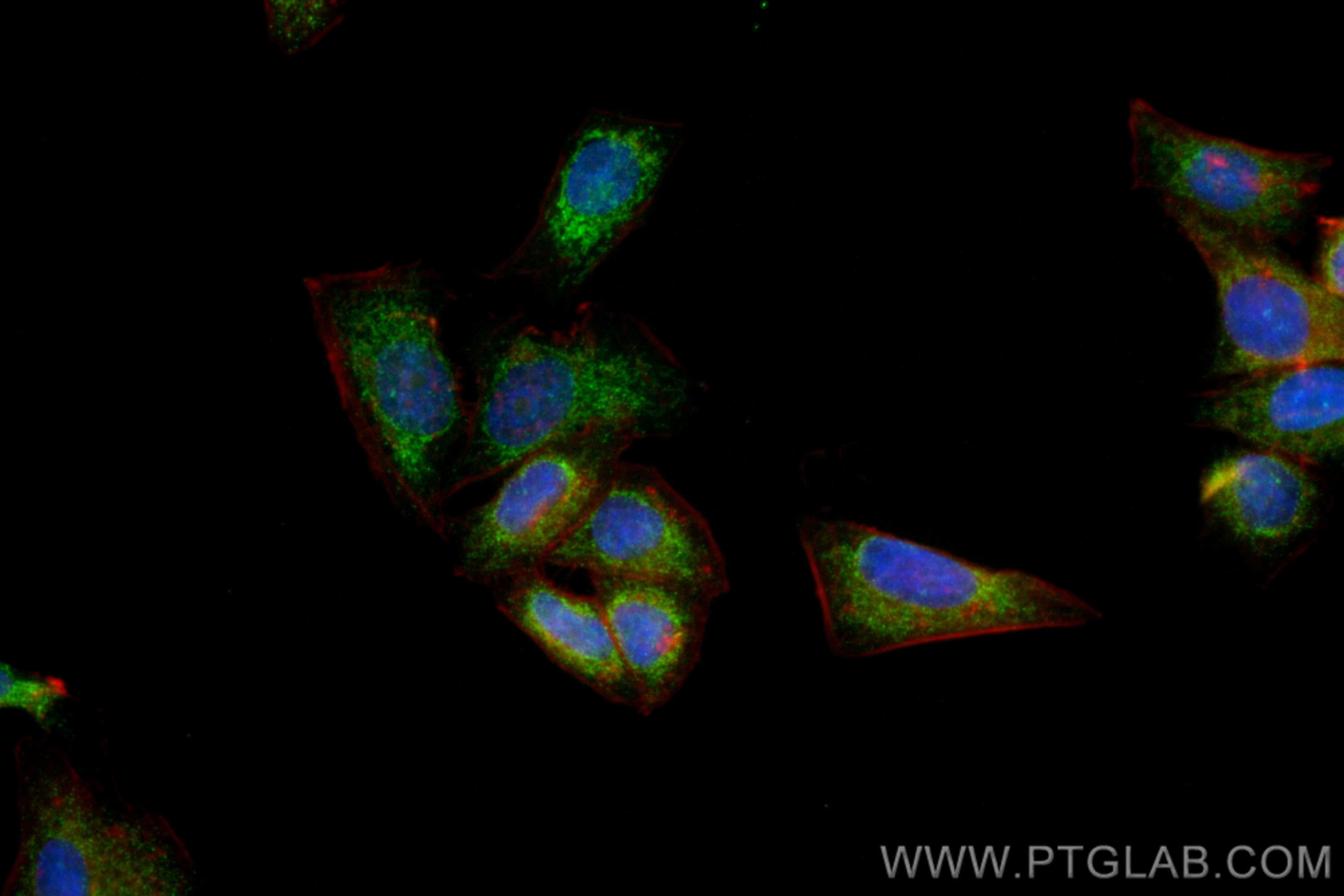 Immunofluorescence (IF) / fluorescent staining of HepG2 cells using CoraLite® Plus 488-conjugated HTRA2 Recombinant an (CL488-83492-7)