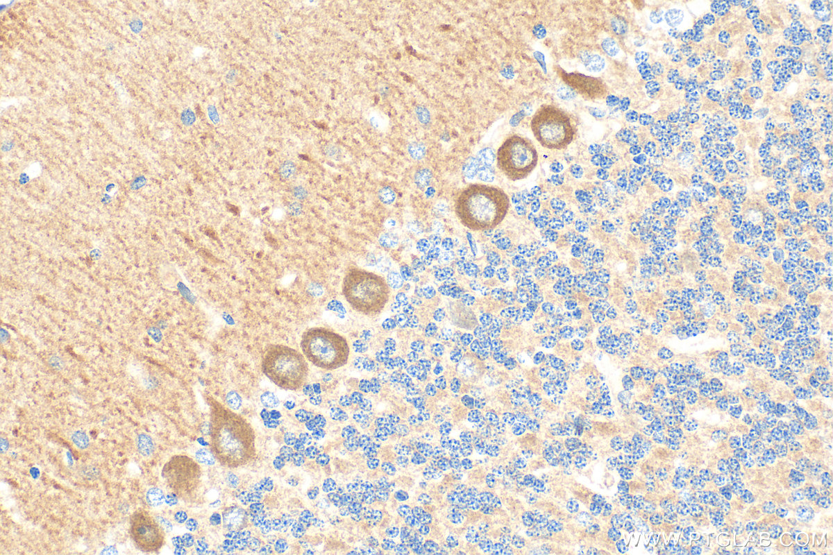 Immunohistochemistry (IHC) staining of rat cerebellum tissue using Huntingtin Polyclonal antibody (19957-1-AP)