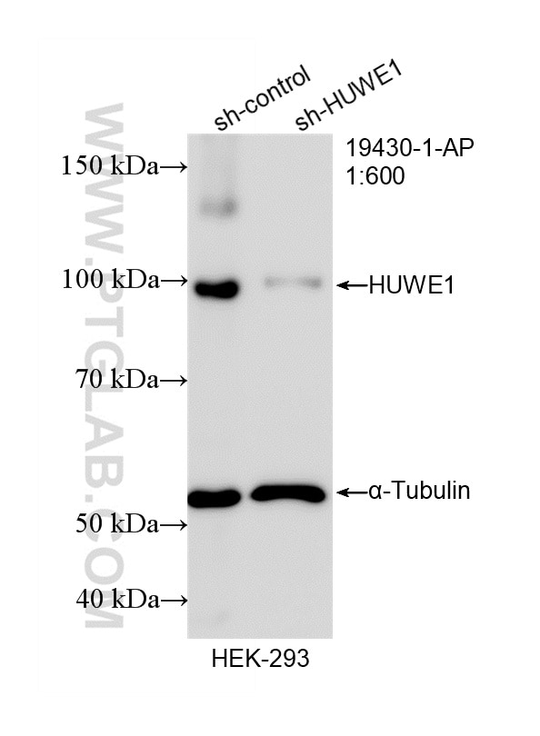 Western Blot (WB) analysis of HEK-293 cells using HUWE1 Polyclonal antibody (19430-1-AP)