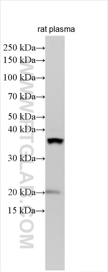 Haptoglobin