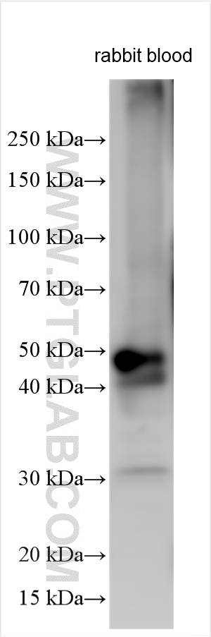 Western Blot (WB) analysis of various lysates using Haptoglobin Polyclonal antibody (30412-1-AP)