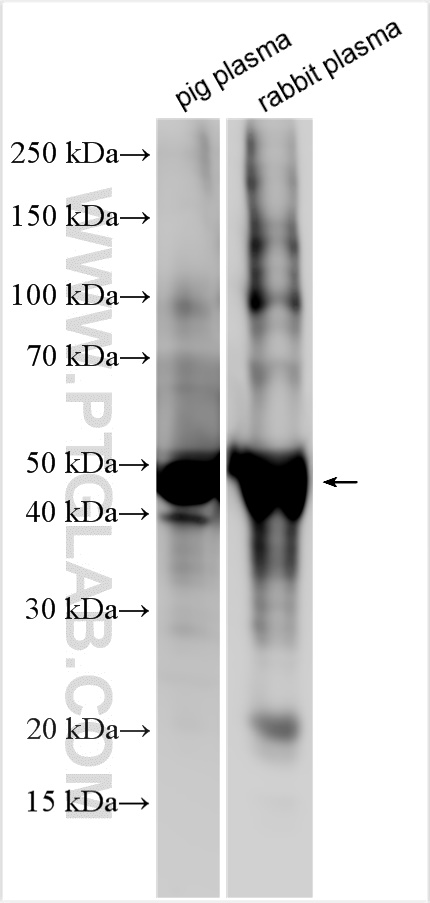 Western Blot (WB) analysis of various lysates using Haptoglobin Polyclonal antibody (30412-1-AP)