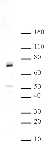 Hbo1 pAb tested by Western blot. Detection of Hbo1 by Western blot analysis. HeLa whole-cell extract (15 ug) was probed with Hbo1 pAb at a 1:500 dilution.