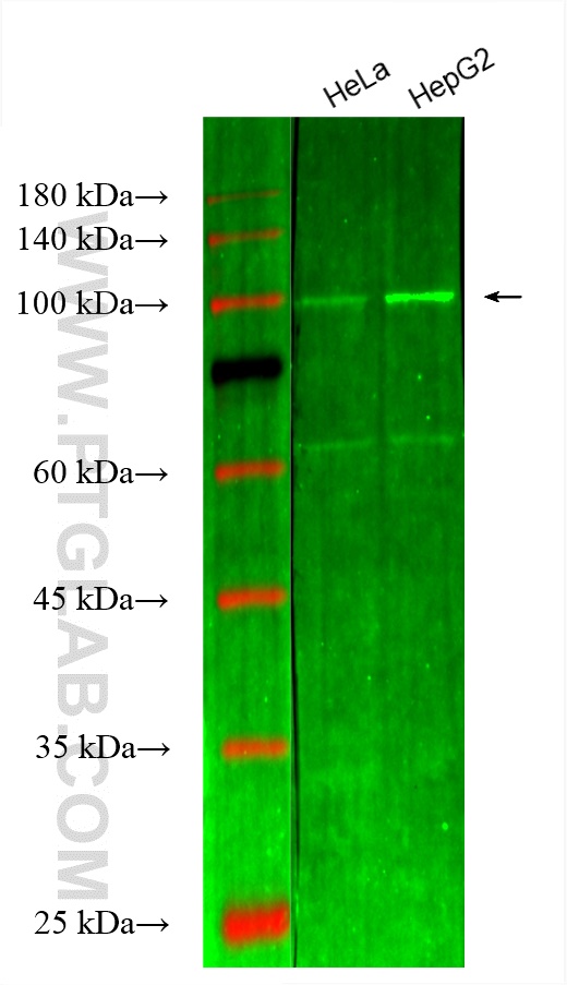 Western Blot (WB) analysis of various lysates using CoraLite® Plus 488-conjugated Hexokinase 2 Monoclo (CL488-66974)