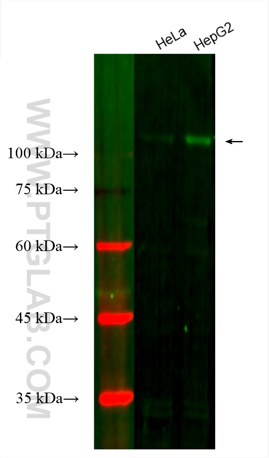 Western Blot (WB) analysis of various lysates using CoraLite®594-conjugated Hexokinase 2 Monoclonal an (CL594-66974)