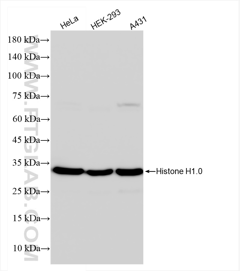 Western Blot (WB) analysis of various lysates using Histone H1.0 Recombinant antibody (83993-1-RR)