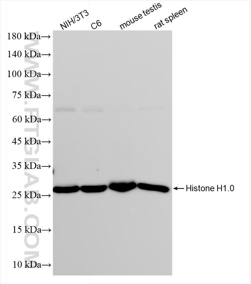 Western Blot (WB) analysis of various lysates using Histone H1.0 Recombinant antibody (83993-1-RR)