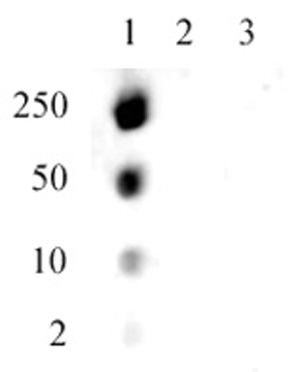 Histone H1.5S17ph antibody (pAb) | Proteintech