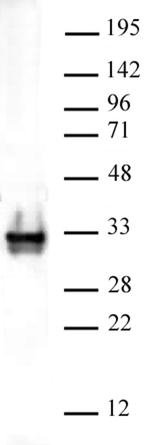 Histone H1 pAb tested by Western blot. HeLa nuclear extract (20 ug) probed with Histone H1 pAb (1:2,000 dilution).