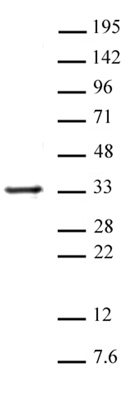 Histone H1 antibody (pAb) tested by Western blot. Detection of Histone H1 by Western blot. The analysis was performed using HeLa nuclear extract (20 ug) and Histone H1 pAb at 1 ug/ml.