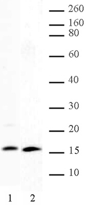 Histone H2A, C-terminal pAb tested by Western blot. Detection of Histone H2A by Western blot. The analysis was performed using HeLa acid extract (10 ug, lane 1) and recombinant histone H2A protein (200 ng, lane 2) probed with Histone H2A, C-terminal pAb at a 1:500 dilution).