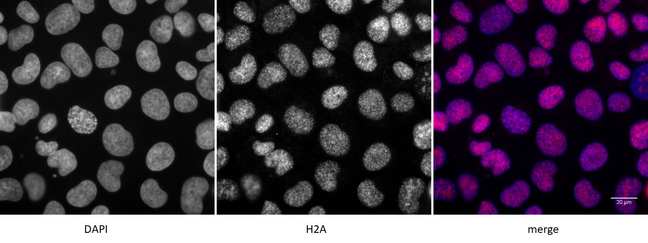 Detection of H2A by immunofluorescence.(/b> U2OS cells were stained with H2A antibody at a dilution of 1:500. Left panel: DAPI. Middle panel: H2A antibody staining. Right panel: merge.