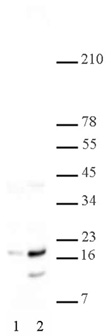 Histone H2A/H4 phospho Ser1 pAb tested by Western blot. HeLa acid extract (5 ug per lane) was probed with Catalog No. 39115 (1:30,000 dilution). Lane 1: No treatment. Lane 2: Cells treated with colcemid.