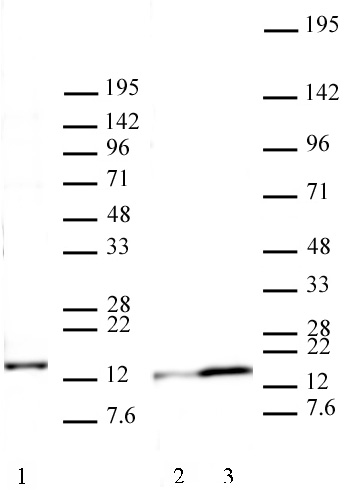 Western blot of Histone H2A.J pAb. 20 ug Nuclear Extract of HeLa cells (Lane 1) or 40 ug mouse 3T3-L1 cells before (Lane 2) or following stimulation for 12 days with a defined hormonal mixture (DMSO, dexamethasone, insulin, and IBMX) resulting in differentiation into adipocytes (Lane 3). MW:14kD