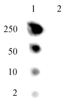 Dot blot of Histone H2A.J pAb. Dot blot analysis was used to confirm the specificity of Histone H2A.J antibody. Lane 1: H2A.J peptide. Lane 2: H2A peptide comprised of a.a. 114-126 of human Histone H2A.