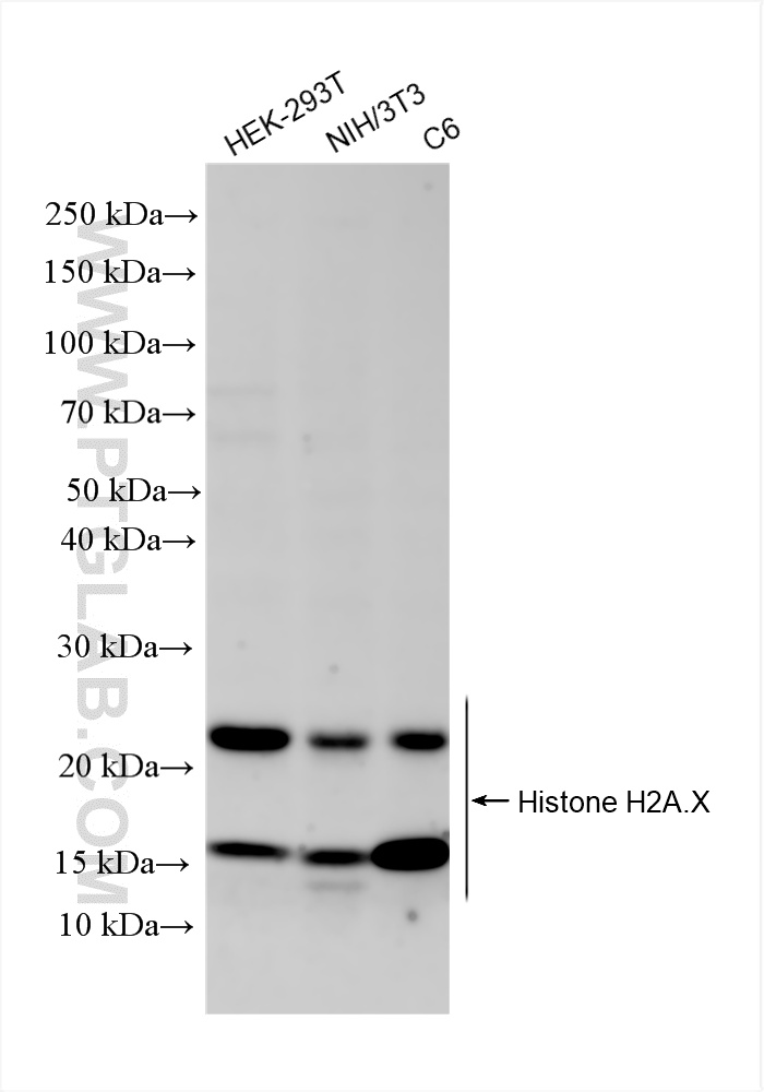 Western Blot (WB) analysis of various lysates using Histone H2A.X Recombinant antibody (83307-3-RR)