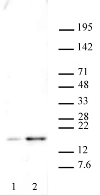 Histone H2AX phospho Ser139 antibody tested by Western blot. Western blot: Nuclear extract of U2OS cells (20 ug per lane) probed with Histone H2AX phospho Ser139 polyclonal antibody (1:500 dilution). Lane 1: untreated cells Lane 2: cells treated with camptothecin