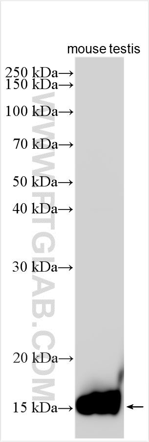 Western Blot (WB) analysis of various lysates using Histone H2B Polyclonal antibody (31048-1-AP)