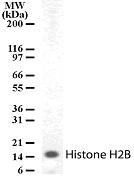 Histone H2B pAb tested by Western blot. Detection of Histone H2B by Western blot. The analysis was performed using PBMC whole-cell extract and Histone H2B pAb at a 2 ug/ml dilution.