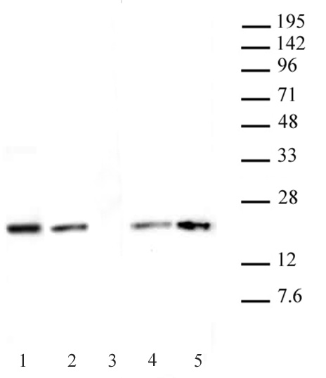Histone H3.1 / 3.2 antibody (mAb) (Clone 1D4F2) tested by Western blot. HeLa nuclear extract (20 ug) and recombinant human Histones (100 ng) were probed with Histone H3.1 / 3.2 antibody (mAb) at a 1 ug/ml dilution in lanes 1, 2, & 3. Histone H3 (mAb) (Catalog No. 61475) is also shown at a 0.25 ug/ml dilution in lanes 4 & 5. Lane 1: Nuclear extract of untreated HeLa cells. Lane 2: 100 ng recombinant human Histone H3.1 protein. Lane 3: 100 ng recombinant human Histone H3.3 protein. Lane 4: 100 ng recombinant human Histone H3.1 protein. Lane 5: 100 ng recombinant human Histone H3.3 protein.