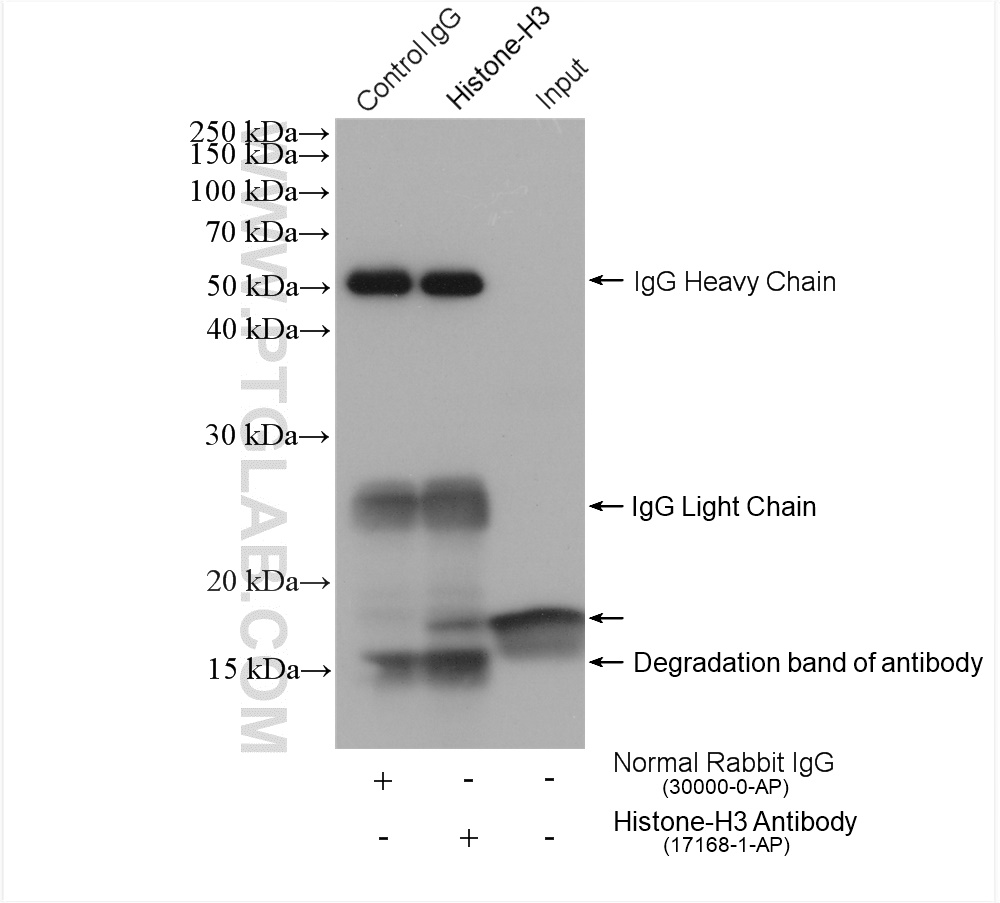 Immunoprecipitation (IP) experiment of MCF-7 cells using Histone H3 Polyclonal antibody (17168-1-AP)