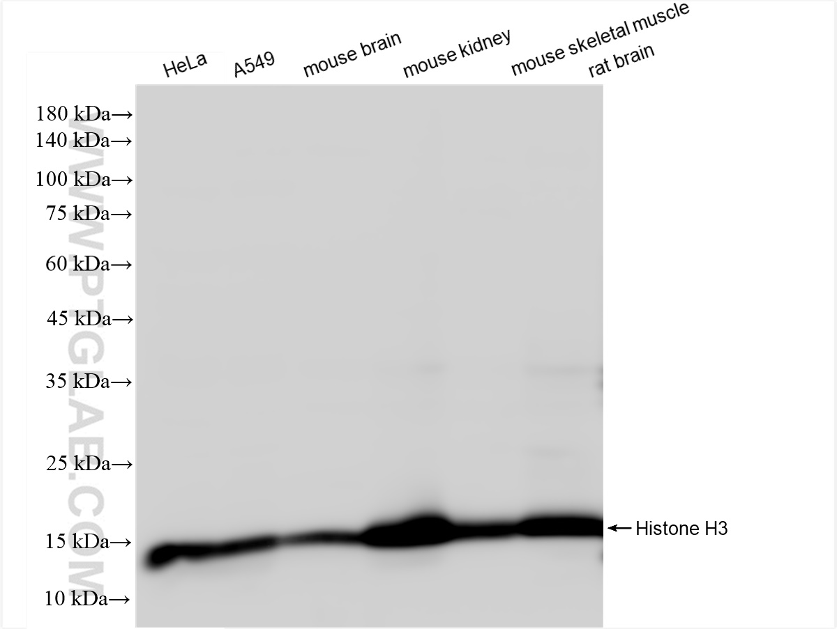 Western Blot (WB) analysis of various lysates using Histone H3 Recombinant antibody (81984-2-RR)