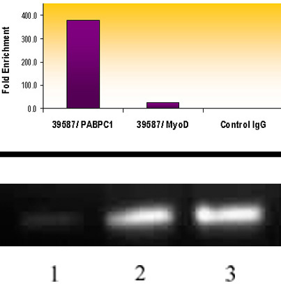 Histone H3 acetyl Lys18 antibody tested by ChIP. Top Panel: Chromatin IP performed using the ChIP-IT Express Kit (Catalog No. 53008) and HeLa Chromatin (1.5 x 106 cell equivalents per ChIP) using 10 ul of Histone H3 acetyl Lys18 antibody or the equivalent amount of rabbit IgG as a negative control. Real time, quantitative PCR (RT-qPCR) was performed on DNA purified from each of the ChIP reactions using a primer pair specific for the indicated gene. Data are presented as Fold Enrichment of the ChIP antibody signal versus the negative control IgG using the ddCT method. Bottom Panel:Chromatin IP performed using the ChIP-IT Express Kit (Catalog No. 53008) and 50 ul of Ready-to-ChIP HeLa Chromatin (Catalog No. 53015) per ChIP. Subsequent to the ChIP reaction, DNA was purified from the immunoprecipitated chromatin and a region of the human GAPDH promoter was amplified by PCR. Lane 1: ChIP using negative control rabbit IgG. Lane 2: ChIP using 10 ul of Histone H3 acetyl Lys18 antibody. Lane 3: PCR input control.