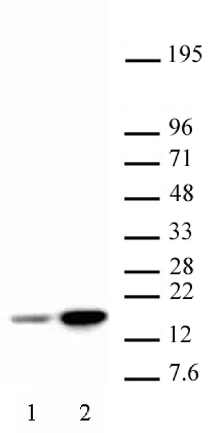 Histone H3 acetyl Lys18 antibody tested by Western blot. A549 whole-cell extract (20 ug per lane) probed with Histone H3 acetyl Lys18 antibody (1:5,000 dilution). Lane 1: Untreated cells. Lane 2: Cells treated with Trichostatin A.