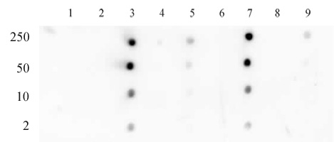 Histone H3 acetyl Lys18 antibody tested by dot blot analysis. Dot blot analysis was used to confirm the specificity of Histone H3 acetyl Lys18 antibody for acetyl Lys18 histone H3. Acetylated peptides corresponding to the immunogen and related peptides were spotted onto PVDF and probed with the antibody at a dilution of 1:5,000. The amount of peptide (picomoles) spotted is indicated next to each row. Lane 1: acetyl-Lys4 peptide. Lane 2: unmodified Lys4 peptide. Lane 3: acetyl-Lys18 peptide. Lane 4: unmodified Lys18 peptide. Lane 5: acetyl-Lys9 peptide. Lane 6: acetyl-Lys14 peptide. Lane 7: acetyl-Lys18 peptide (this is a different peptide sequence as the one in lane 3 which also contains acetyl-Lys18). Lane 8: acetyl-Lys23 peptide. Lane 9: acetyl-Lys27 peptide.