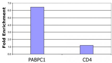 Histone H3 acetyl Lys23 pAb tested by ChIP analysis. Chromatin IP performed using the ChIP-IT Express Kit (Catalog No. 53008) and HeLa Chromatin (1.5 x 106 cell equivalents per ChIP) using 10 ul of Histone H3 acetyl Lys23 pAb or the equivalent amount of rabbit IgG as a negative control. Real time, quantitative PCR (RT-qPCR) was performed on DNA purified from each of the ChIP reactions using a primer pair specific for the indicated gene. Data are presented as Fold Enrichment of the ChIP antibody signal versus the negative control IgG using the ddCT method.