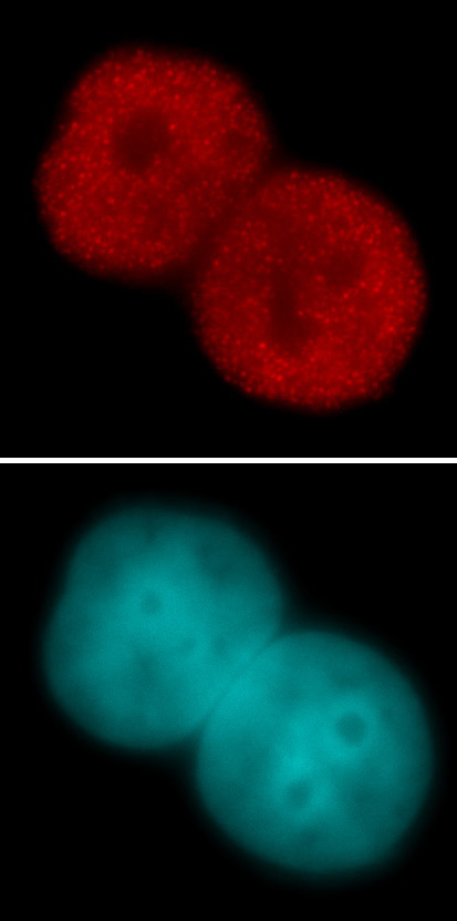 Histone H3 acetyl Lys23 pAb tested by immunofluorescence. Staining of HeLa cells with Histone H3 acetyl Lys23 pAb (1:500 dilution, top panel) and DAPI (bottom panel).