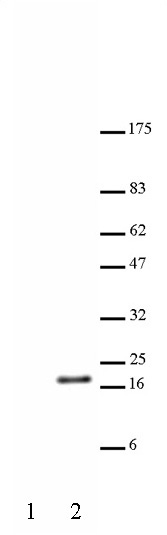 Histone H3 acetyl Lys23 pAb tested by Western blot. HeLa acid extract probed with Histone H3 acetyl Lys23 polyclonal antibody (1:5,000 dilution). Lane 1: No treatment. Lane 2: Cells treated with sodium butyrate.