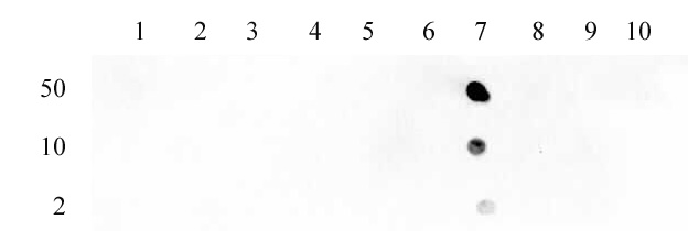 Histone H3K23ac pAb tested by dot blot analysis. Dot blot analysis was used to confirm the specificity of Histone H3K23ac antibody for acetyl Lys23 histone H3. Acetylated peptides corresponding to the immunogen and related peptides were spotted onto PVDF and probed with the antibody at a dilution of 1:2,000. The amount of peptide (picomoles) spotted is indicated next to each row. Lane 1: H3K4ac peptide. Lane 2: Unmodified H3K4 peptide. Lane 3: H3K9ac peptide. Lane 4: Unmodified H3K9 peptide. Lane 5: H3K18ac peptide. Lane 6: Unmodified H3K18 peptide. Lane 7: H3K23ac peptide. Lane 8: Unmodified H3K23 peptide. Lane 9: H3K27ac peptide. Lane 10: Unmodified H3K27 peptide.