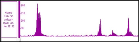 Histone H3K27ac antibody (pAb) tested by ChIP-Seq Chromatin immunoprecipitation (ChIP) was performed using the ChIP-IT High Sensitivity Kit (Cat. No. 53040) with 30 ug of HAP1 myeloid leukemia cell chromatin and 4 ug of Histone H3K27ac antibody. ChIP DNA was sequenced on the Illumina NextSeq and 17 million sequence tags were mapped to identify Histone H3K27ac binding sites on chromosome 2.