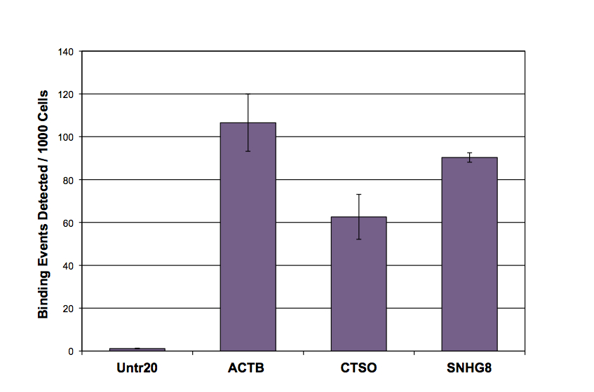 Histone H3 acetyl Lys27 antibody tested by ChIP qPCR analysis. ChIP was performed using the ChIP-IT High Sensitivity Kit (Cat. No. 53040) and HeLa Chromatin (1.5 x 10^6 cell equivalents per ChIP) using 10 ug of Histone H3K27ac pAb or rabbit IgG as a negative control. Real time, quantitative PCR (RT-qPCR) was performed on DNA purified from each of the ChIP reactions using a Human Positive Control Primer Set GAPDH-2 (Cat. No. 71006). Data are presented as Fold Enrichment of the ChIP antibody signal versus the negative control IgG using the ddCT method.