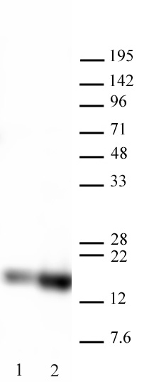 Histone H3K27ac antibody tested by Western blot. 20 ug of HeLa cell nuclear extract was probed with Histone H3K27ac polyclonal antibody at 0.1 ug/ml Lane 1: No treatment. Lane 2: Cells treated with sodium butyrate.