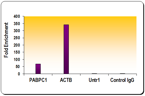 Histone H3K27ac antibody (pAb) tested by ChIP Chromatin IP performed using the ChIP-IT Express Kit (Catalog No. 53008) and HeLa Chromatin (2.1 x 106 cell equivalents per ChIP) using 3 ul of Histone H3 acetyl Lys27 antibody or the equivalent amount of rabbit IgG as a negative control. Real time, quantitative PCR (RT-qPCR) was performed on DNA purified from each of the ChIP reactions using primer pairs specific for the indicated gene as well as a negative control primer pair. Data are presented as Fold Enrichment of the ChIP antibody signal versus the negative control IgG using the ddCT method.