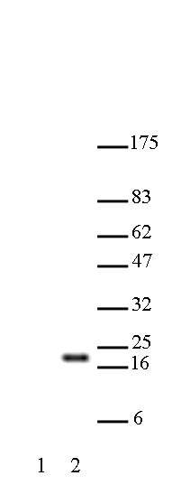 Histone H3K27ac antibody (pAb) tested by Western blot. HeLa acid extract probed with Histone H3 acetyl Lys27 polyclonal antibody (1:1,000 dilution). Lane 1: No treatment. Lane 2: Cells treated with sodium butyrate.