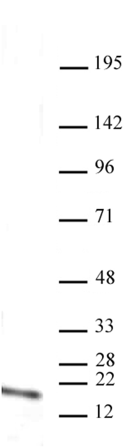 Histone H3 monomethyl Lys4 antibody (mAb) tested by Western blot. HeLa acid extract probed with Histone H3 monomethyl Lys4 antibody (mAb) (2 ug/ml dilution).