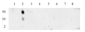 Histone H3 monomethyl Lys4 antibody (mAb) tested by Dot Blot Dot Blot analysis was used to confirm the specificity of Histone H3 monomethyl Lys4 antibody (mAb) for monomethyl Lys4 histone H3. Methylated peptides corresponding to the immunogen or related peptides were spotted onto PVDF and probed with antibody at 1 ug/ml. Lane 1: unmodified peptide, Lane 2: Monomethyl Lys4, Lanes 3-8: various negative control peptides.