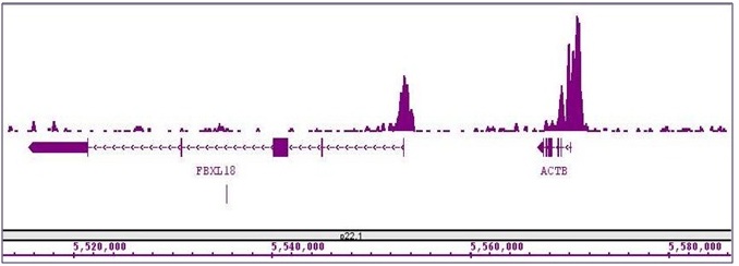 Histone H3K4me3 antibody (mAb) tested by ChIP-Seq. ChIP was performed using the ChIP-IT High Sensitivity Kit (Cat. No. 53040) with 15 ug of chromatin from a human medulloblastoma cell line and 4 ug of antibody. ChIP DNA was sequenced on the Illumina HiSeq and 6 million sequence tags were mapped to identify Histone H3K4me3 binding sites. The image shows binding across a region of chromosome 7. You can view the complete data set in the UCSC Genome Browser, starting at this specific location, here.