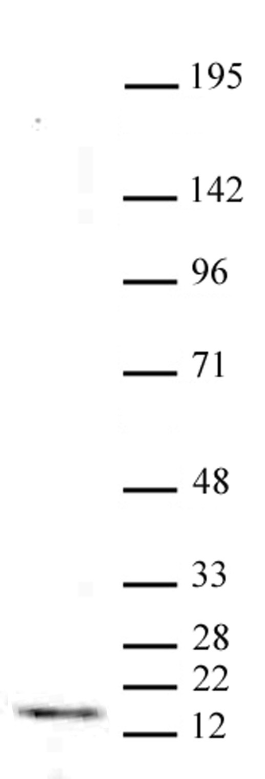 Histone H3 trimethyl Lys4 antibody tested by Western blot. HeLa acid extract (20 ug) probed with Histone H3K4me3 antibody (10 ug/ml dilution).