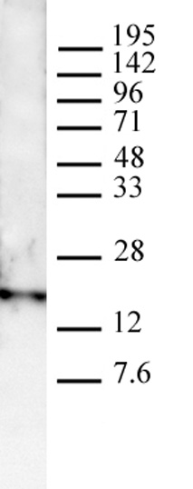 Histone H3K4me3 antibody (pAb) tested by Western blot. HeLa nuclear extract (20 ug) was probed with Histone H3K4me3 antibody (pAb) at a 1:1000 dilution. Note: For optimal results, we recommend a High Salt & Sonication Protocol when preparing nuclear extracts. Visit www.activemotif.com to download the protocol. It is also recommended to include 0.05% Tween 20 in all blocking solutions to reduce background. Individual optimization may be required.