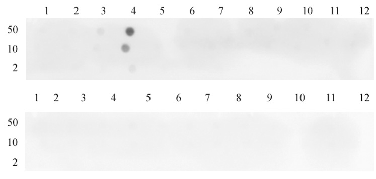 Histone H3K4me3 antibody (pAb) tested by dot blot analysis. Dot blot was used to confirm specificity of Histone H3K4me3 antibody. Peptides corresponding to regions around major sites of histone H3 methylation (lysine 4, lysine 9, lysine 27) were spotted onto PVDF and probed with antibody at a dilution of 1:500. The amount of peptide (in picomoles) spotted is indicated next to each row. Top panel - Lane 1: unmodified H3K4. Lane 2: H3K4me1. Lane 3: H3K4me2. Lane 4: H3K4me3. Lane 5: unmodified H3K9. Lane 6: H3K9me1. Lane 7: H3K9me2. Lane 8: H3K9me3. Lane 9: unmodified H3K79. Lane 10: H3K79me1. Lane 11: H3K79me2. Lane 12: H3K79me3. Bottom panel - Lane 1: unmodified H3K23. Lane 2: H3K23me1. Lane 3: H3K23me3. Lane 4: H3K23me3. Lane 5: unmodified H3K27. Lane 6: H3K27me1. Lane 7: H3K27me2. Lane 8: H3K27me3. Lane 9: unmodified H3K36. Lane 10: H3K36me1. Lane 11: H3K36me2. Lane 12: H3K36me3.